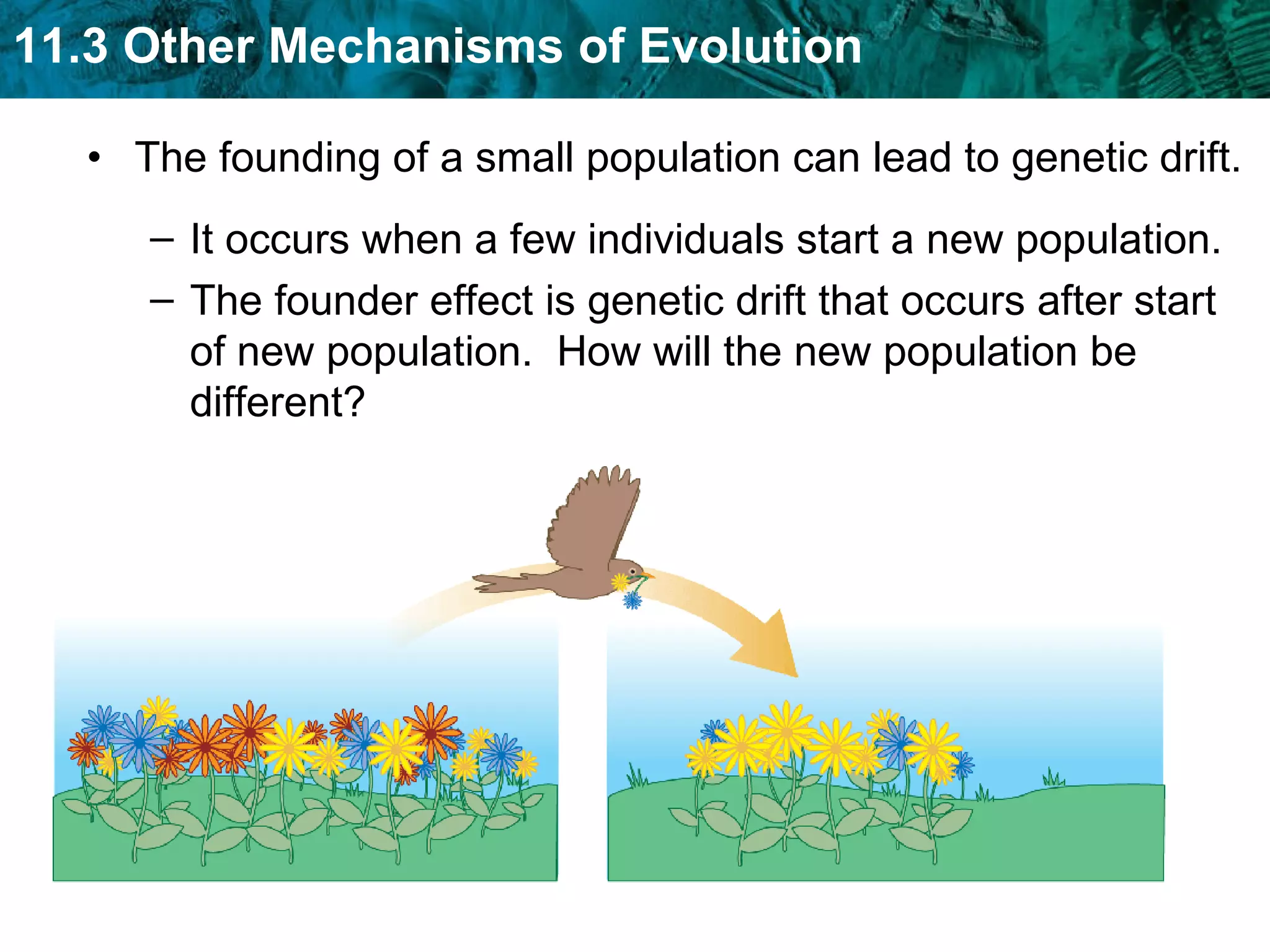 The founding of a small population can lead to genetic drift. It occurs when a few individuals start a new population. The founder effect is genetic drift that occurs after start of new population.  How will the new population be different? 