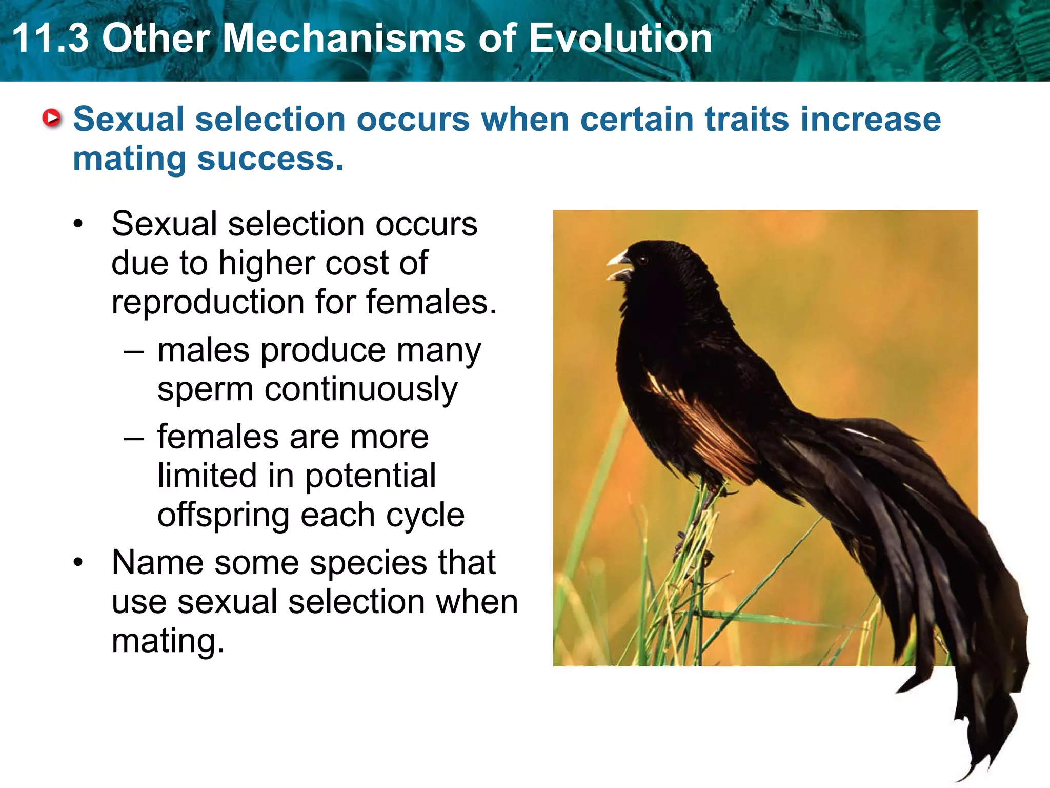 Sexual selection occurs when certain traits increase mating success.  Sexual selection occurs due to higher cost of reproduction for females. males produce many sperm continuously females are more limited in potential offspring each cycle Name some species that use sexual selection when mating. 