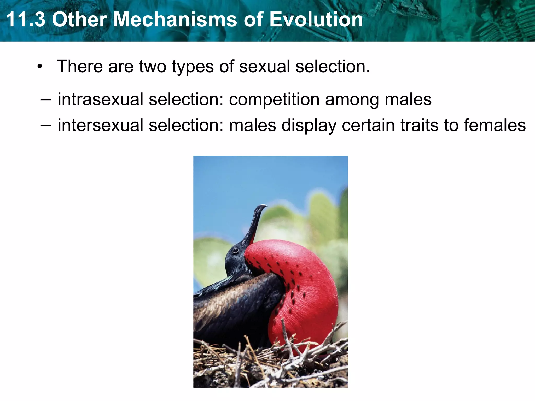 There are two types of sexual selection. intrasexual selection: competition among males intersexual selection: males display certain traits to females 