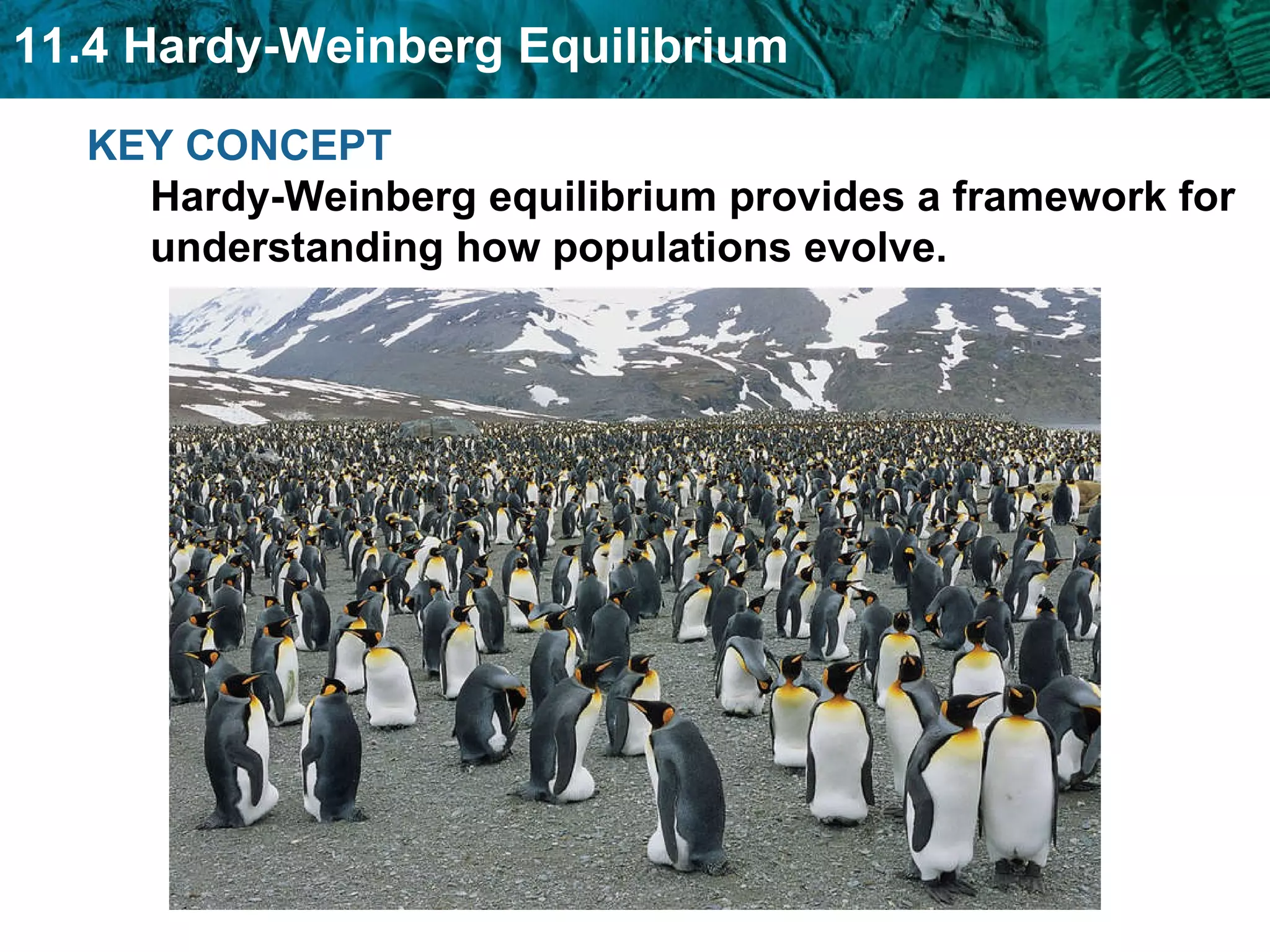 KEY CONCEPT  Hardy-Weinberg equilibrium provides a framework for understanding how populations evolve.   
