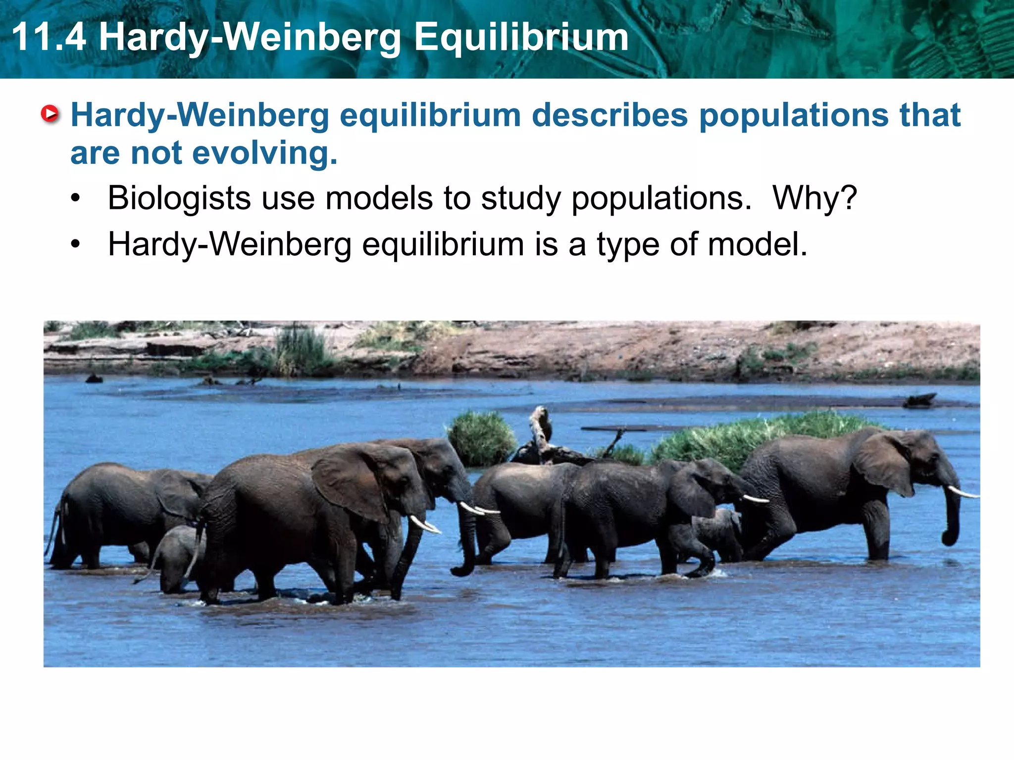 Hardy-Weinberg equilibrium describes populations that are not evolving.  Biologists use models to study populations.  Why? Hardy-Weinberg equilibrium is a type of model. 