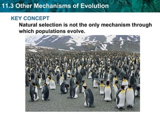 KEY CONCEPT  Natural selection is not the only mechanism through which populations evolve.   