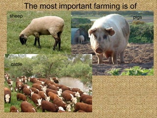 The most important farming is of sheep cattle pigs 