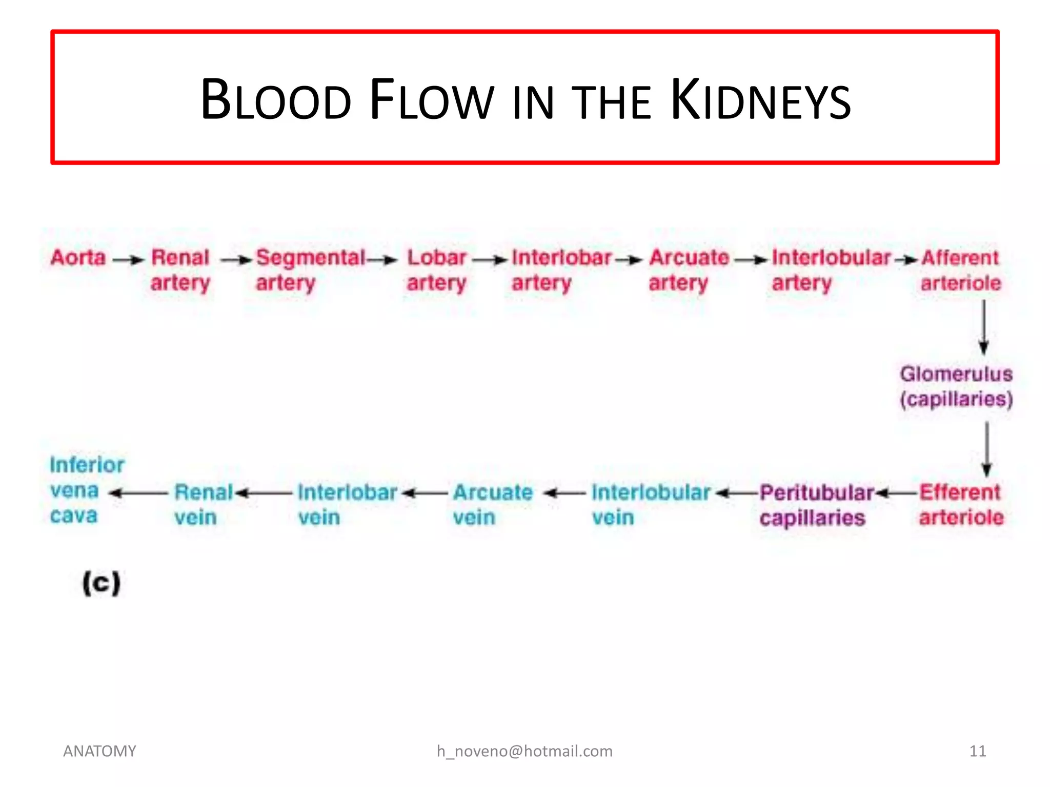 BLOOD FLOW IN THE KIDNEYS

ANATOMY

h_noveno@hotmail.com

11

 