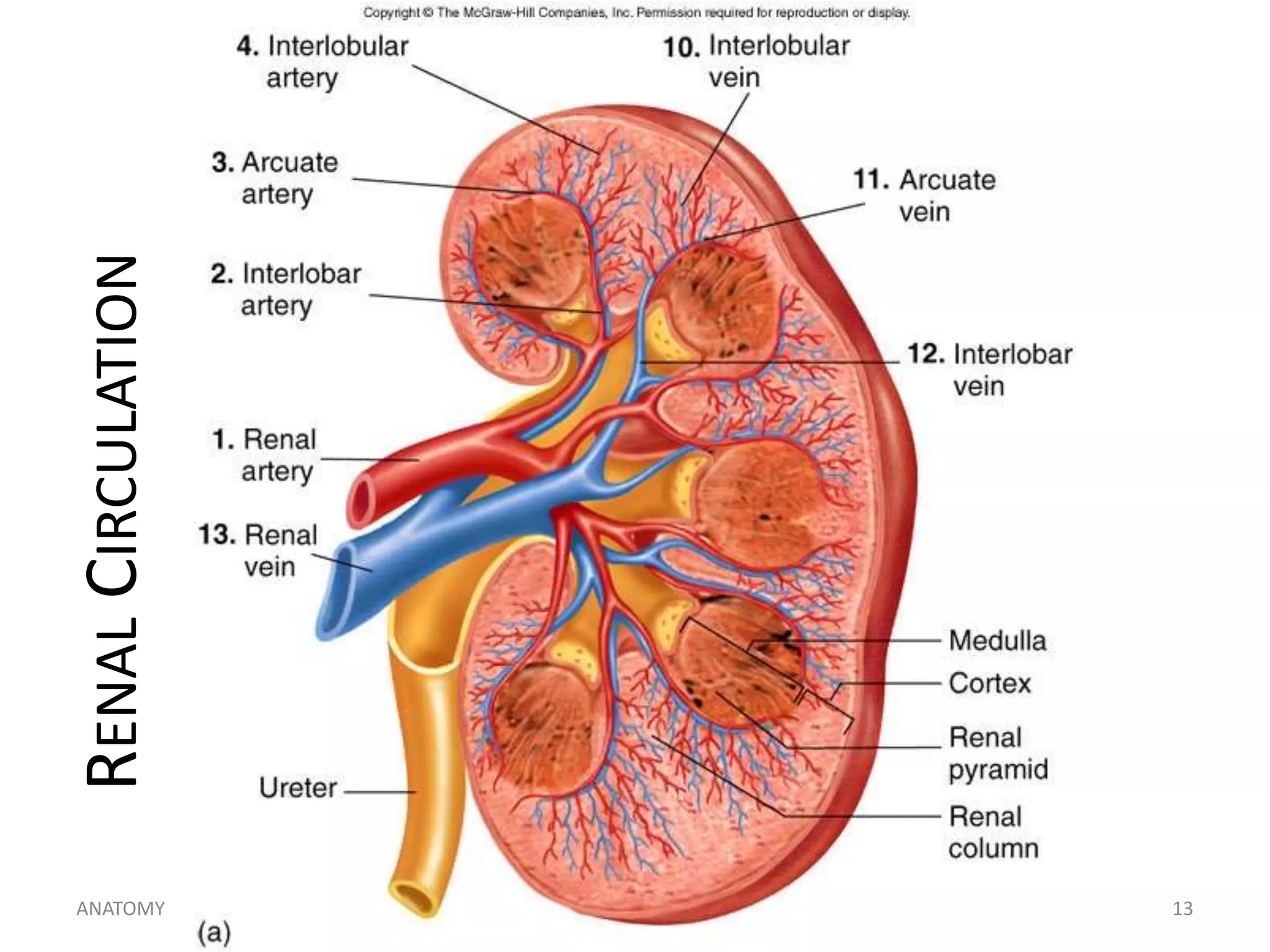 RENAL CIRCULATION
ANATOMY

h_noveno@hotmail.com

13

 