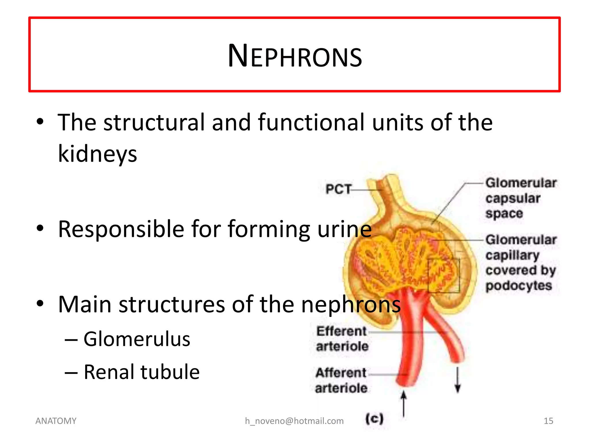 NEPHRONS
• The structural and functional units of the
kidneys
• Responsible for forming urine
• Main structures of the nephrons
– Glomerulus
– Renal tubule
ANATOMY

h_noveno@hotmail.com

15

 