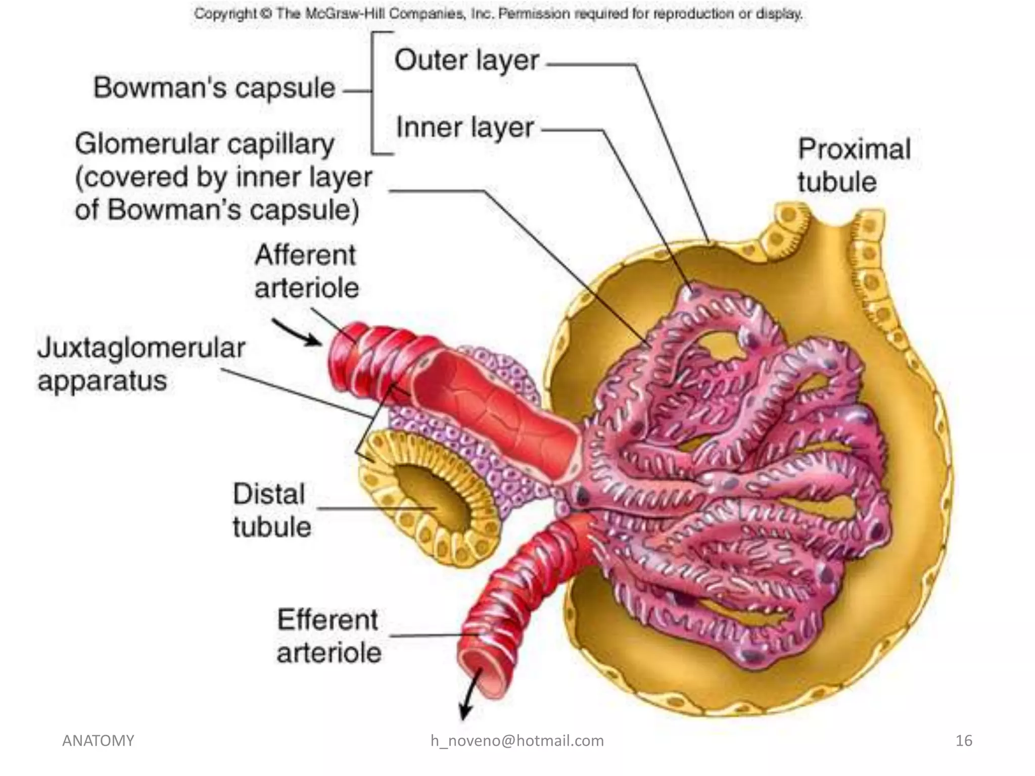 ANATOMY

h_noveno@hotmail.com

16

 