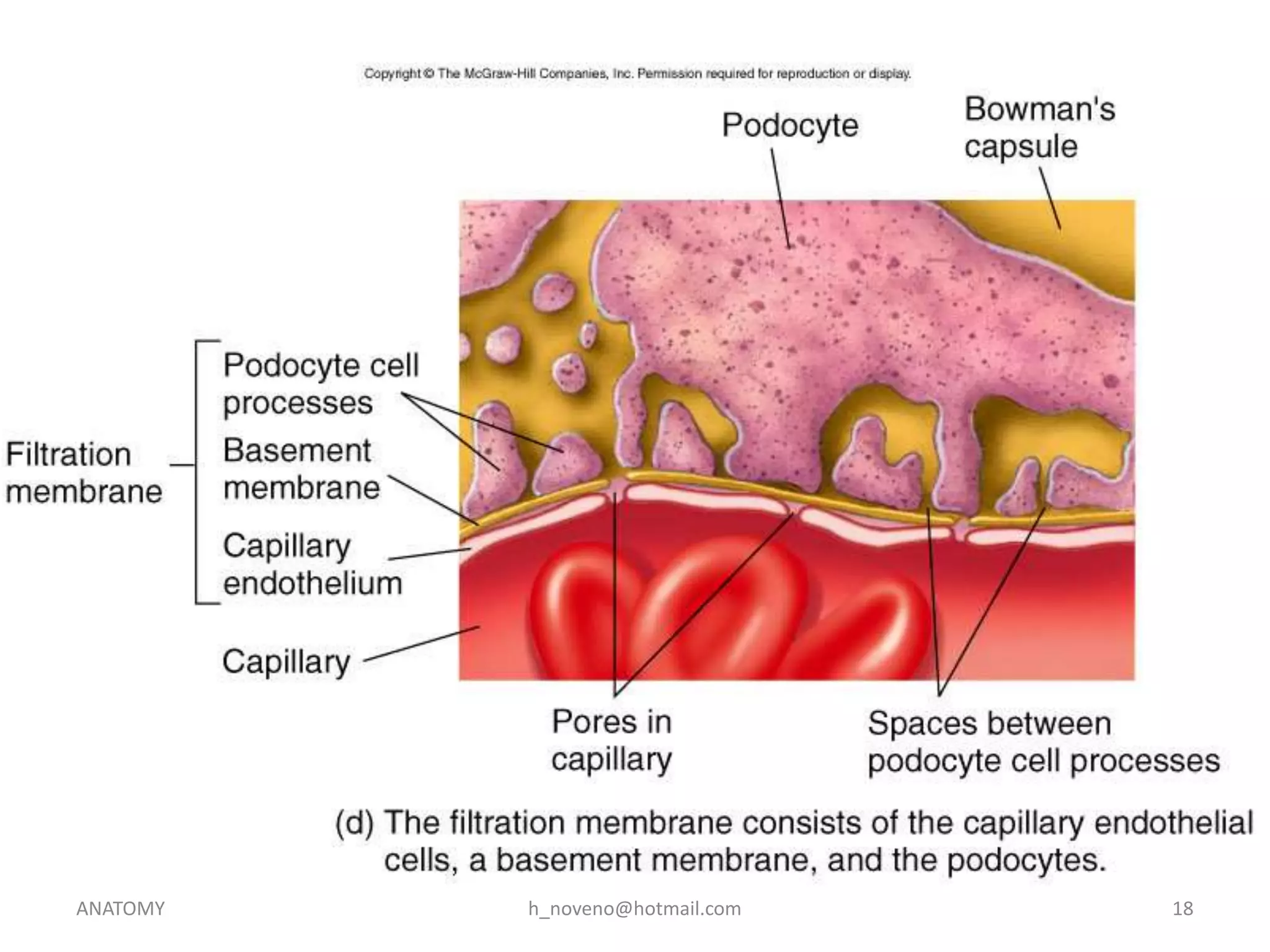 ANATOMY

h_noveno@hotmail.com

18

 