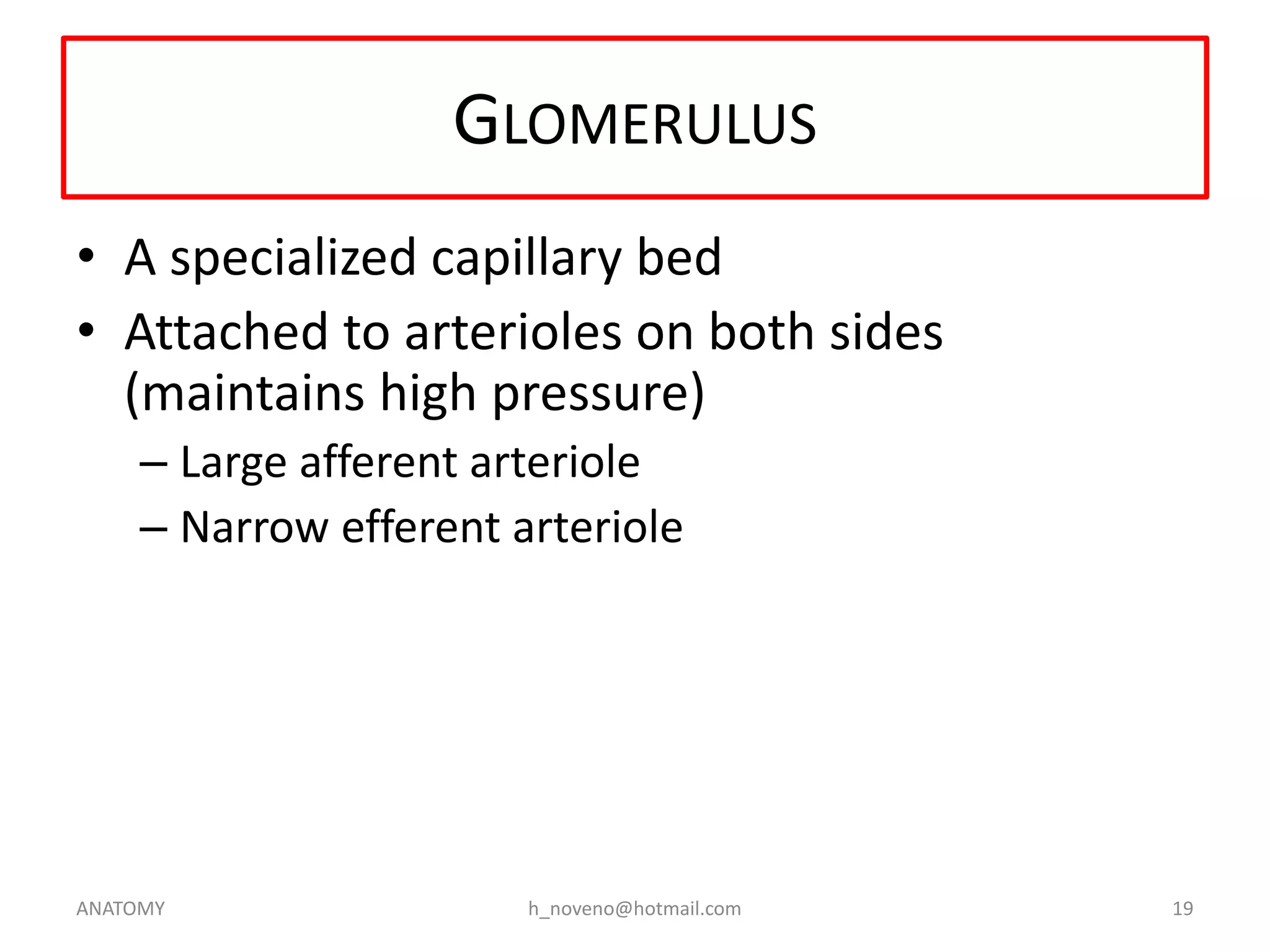 GLOMERULUS
• A specialized capillary bed
• Attached to arterioles on both sides
(maintains high pressure)
– Large afferent arteriole
– Narrow efferent arteriole

ANATOMY

h_noveno@hotmail.com

19

 