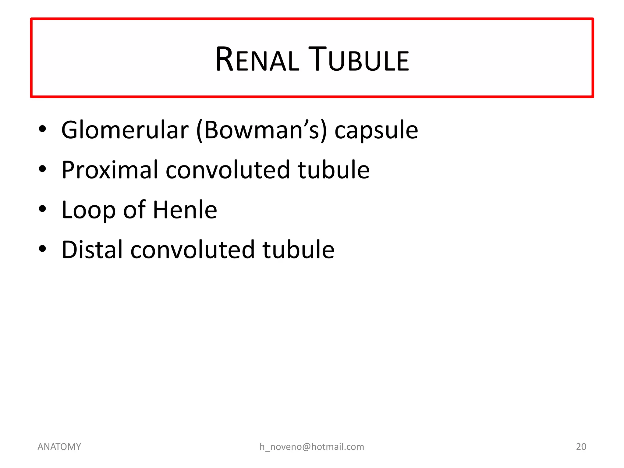 RENAL TUBULE
•
•
•
•

Glomerular (Bowman’s) capsule
Proximal convoluted tubule
Loop of Henle
Distal convoluted tubule

ANATOMY

h_noveno@hotmail.com

20

 