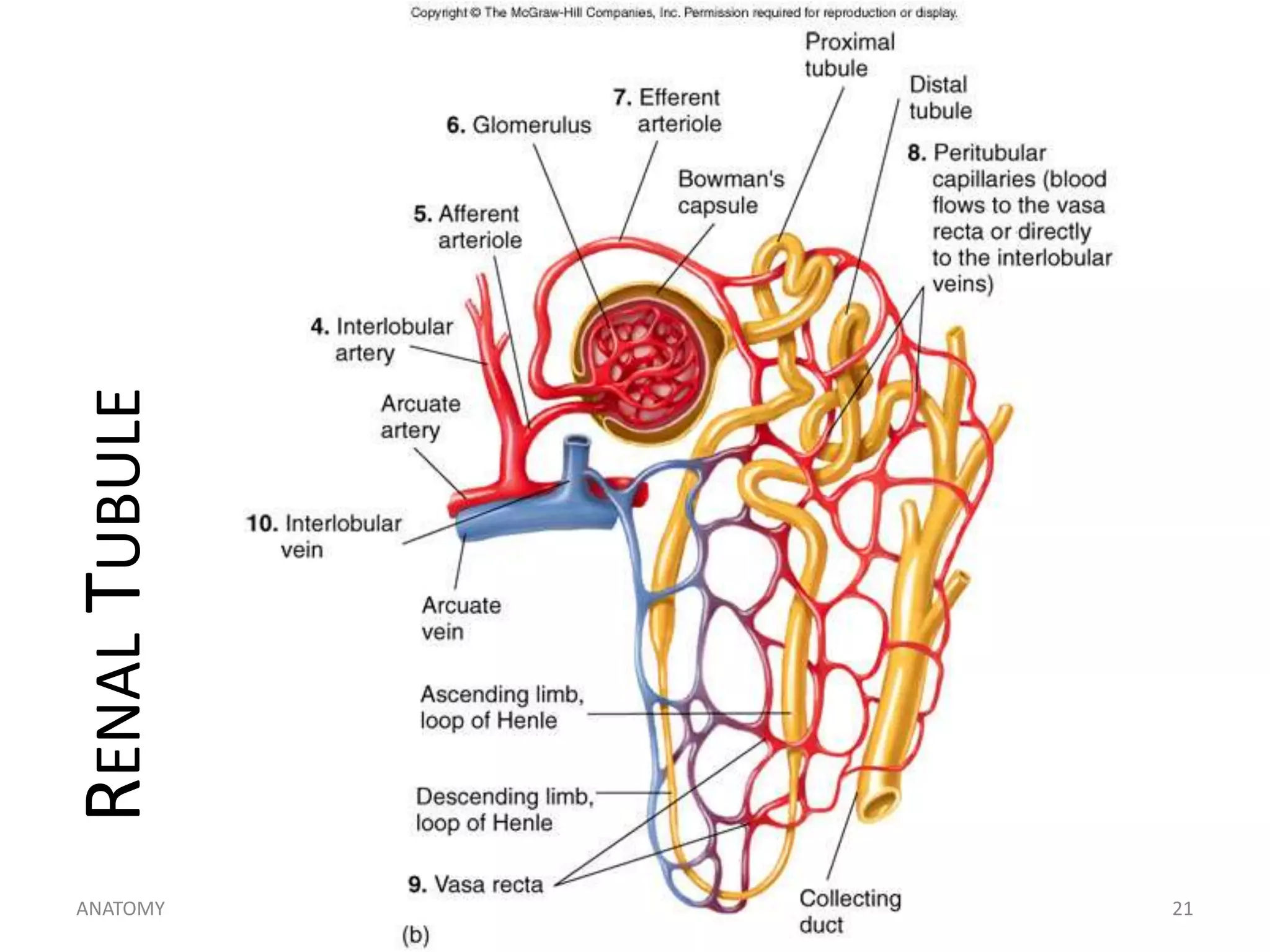 RENAL TUBULE
ANATOMY

h_noveno@hotmail.com

21

 