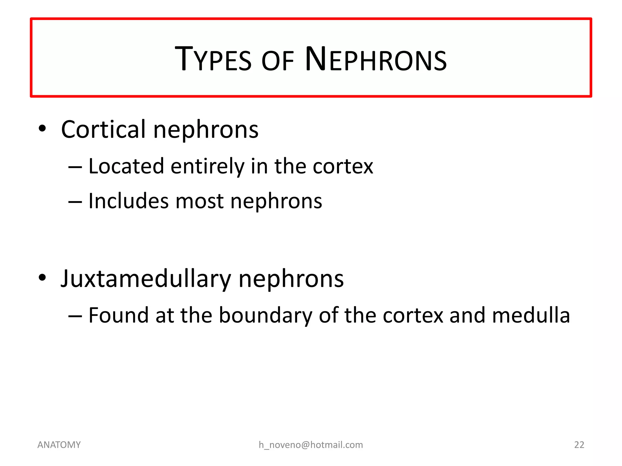TYPES OF NEPHRONS
• Cortical nephrons
– Located entirely in the cortex
– Includes most nephrons

• Juxtamedullary nephrons
– Found at the boundary of the cortex and medulla

ANATOMY

h_noveno@hotmail.com

22

 