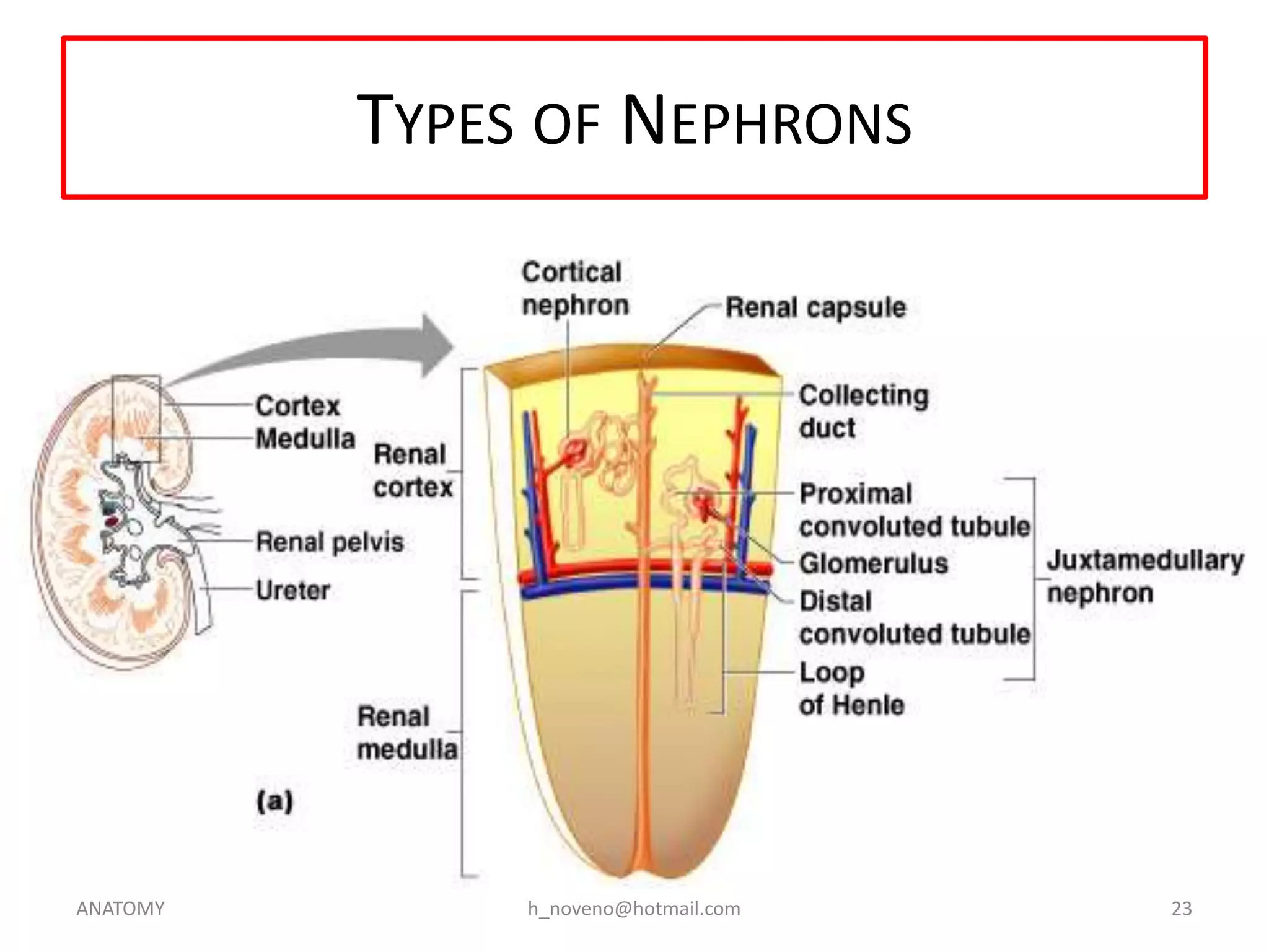 TYPES OF NEPHRONS

ANATOMY

h_noveno@hotmail.com

23

 