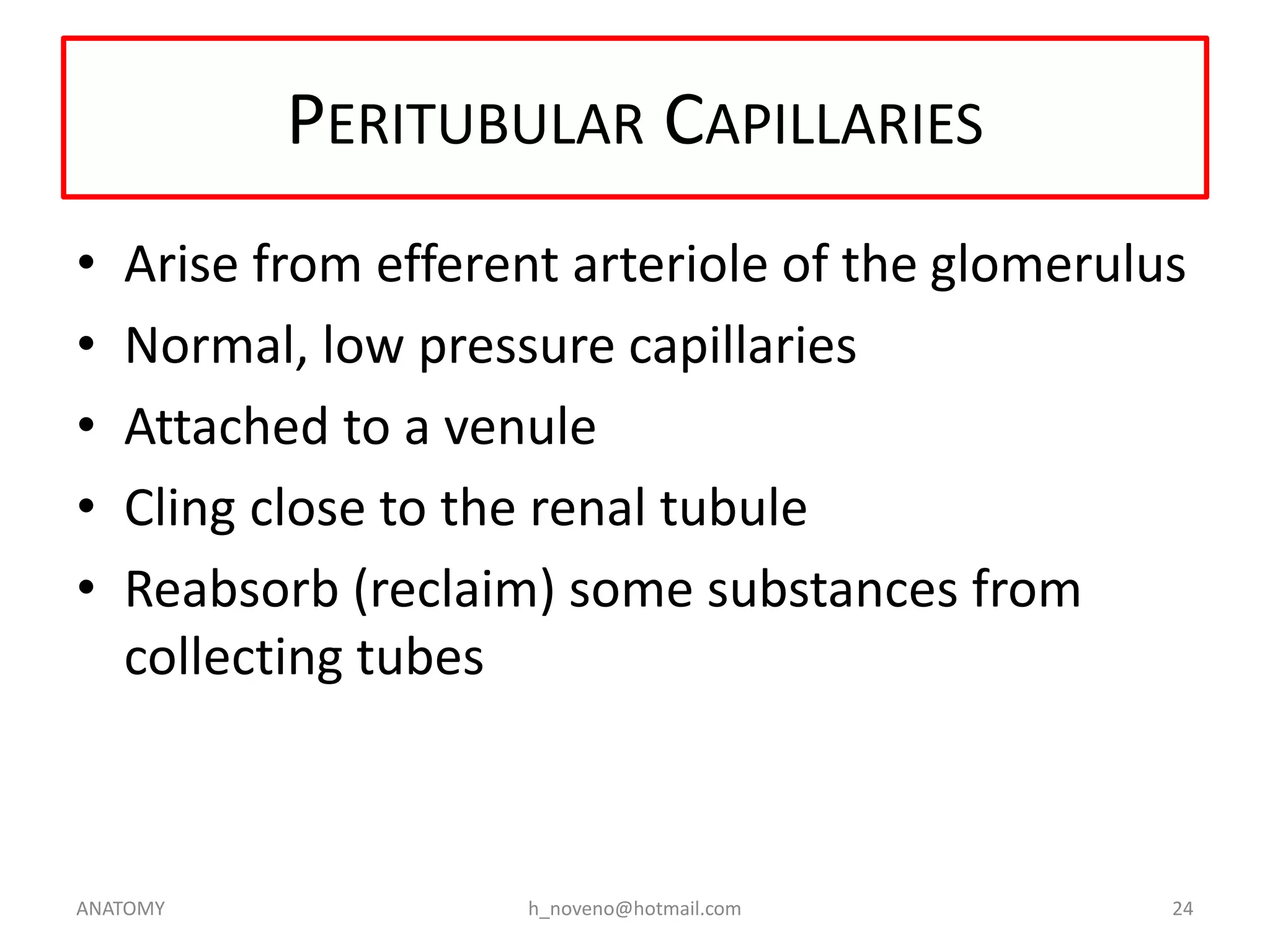 PERITUBULAR CAPILLARIES
•
•
•
•
•

Arise from efferent arteriole of the glomerulus
Normal, low pressure capillaries
Attached to a venule
Cling close to the renal tubule
Reabsorb (reclaim) some substances from
collecting tubes

ANATOMY

h_noveno@hotmail.com

24

 