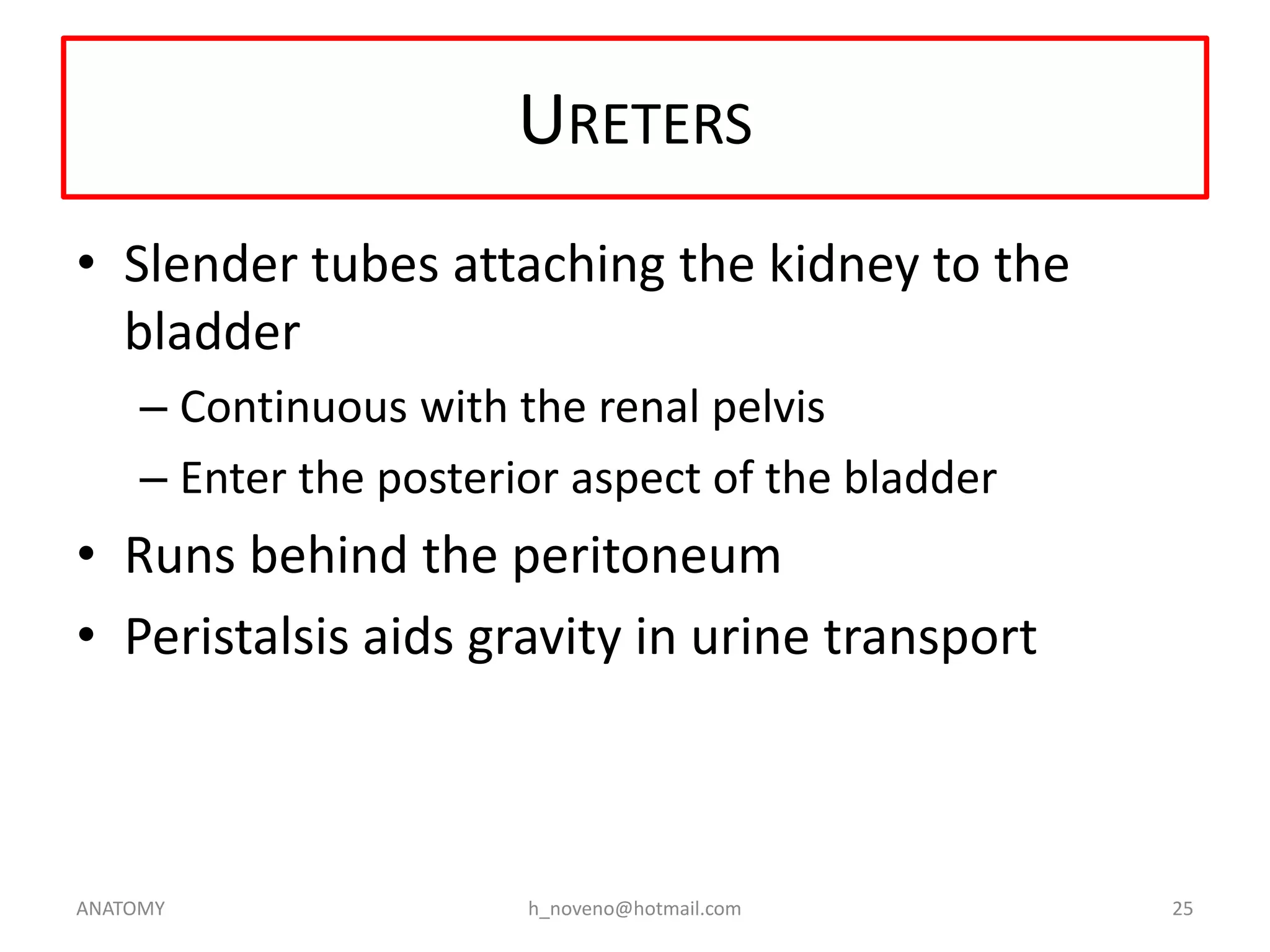 URETERS
• Slender tubes attaching the kidney to the
bladder
– Continuous with the renal pelvis
– Enter the posterior aspect of the bladder

• Runs behind the peritoneum
• Peristalsis aids gravity in urine transport

ANATOMY

h_noveno@hotmail.com

25

 