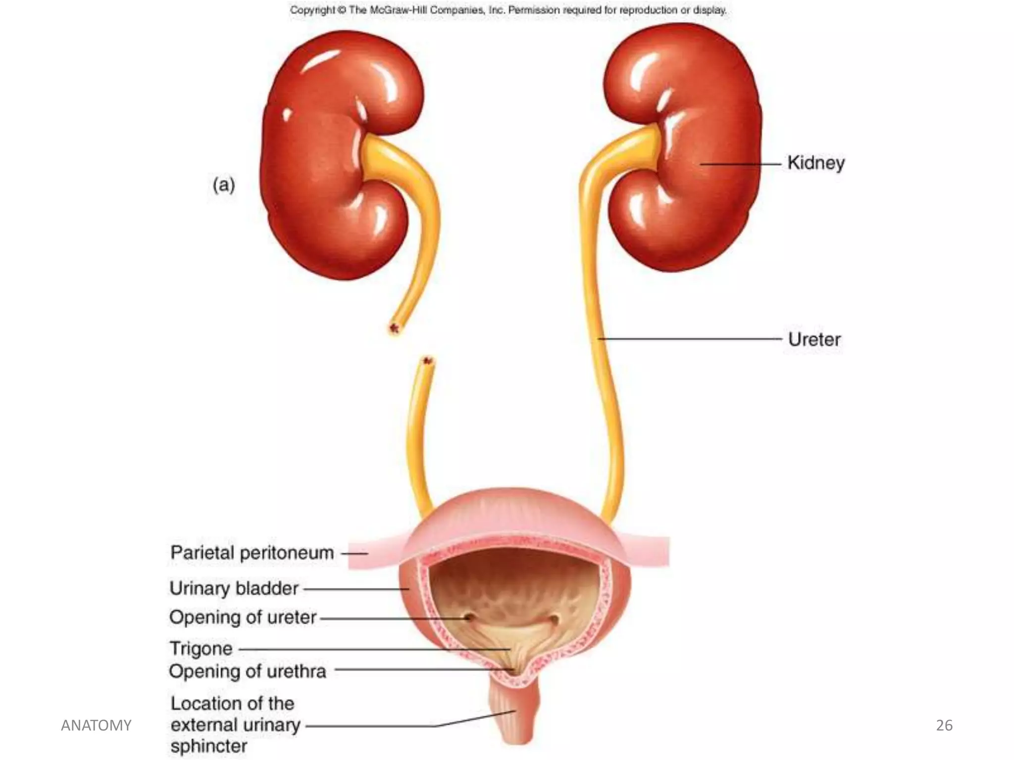 ANATOMY

h_noveno@hotmail.com

26

 