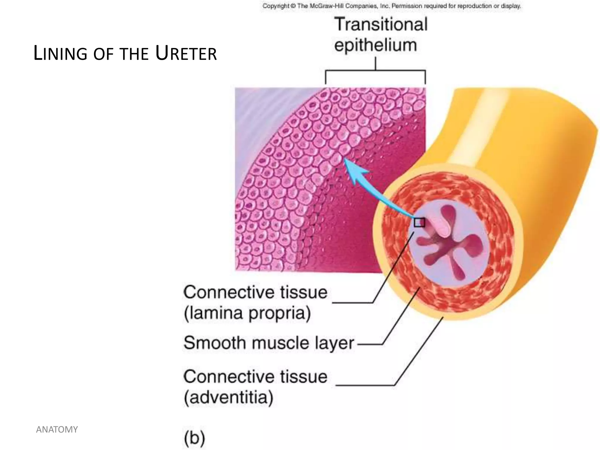 LINING OF THE URETER

ANATOMY

h_noveno@hotmail.com

27

 