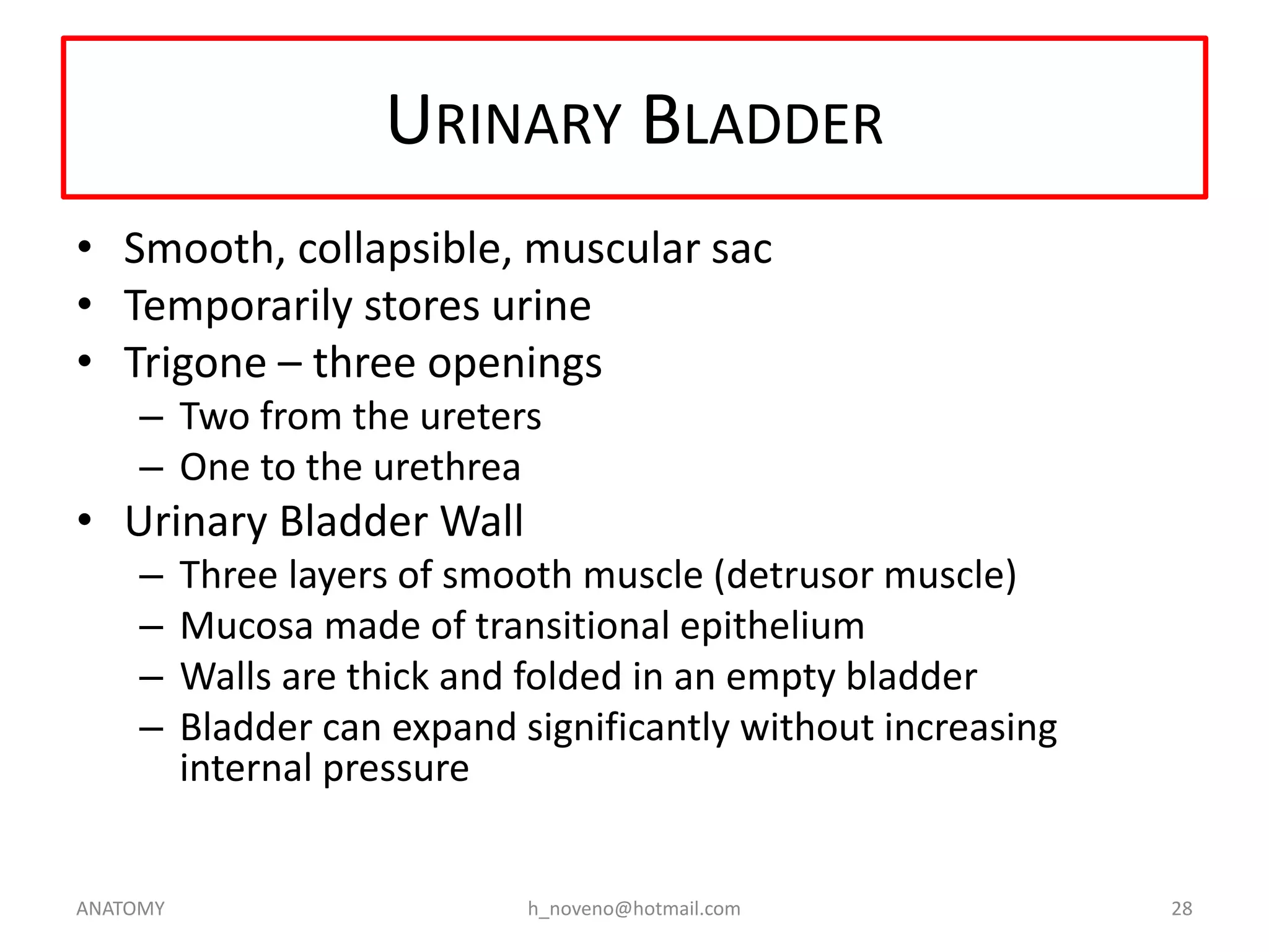 URINARY BLADDER
• Smooth, collapsible, muscular sac
• Temporarily stores urine
• Trigone – three openings
– Two from the ureters
– One to the urethrea

• Urinary Bladder Wall
–
–
–
–

ANATOMY

Three layers of smooth muscle (detrusor muscle)
Mucosa made of transitional epithelium
Walls are thick and folded in an empty bladder
Bladder can expand significantly without increasing
internal pressure

h_noveno@hotmail.com

28

 
