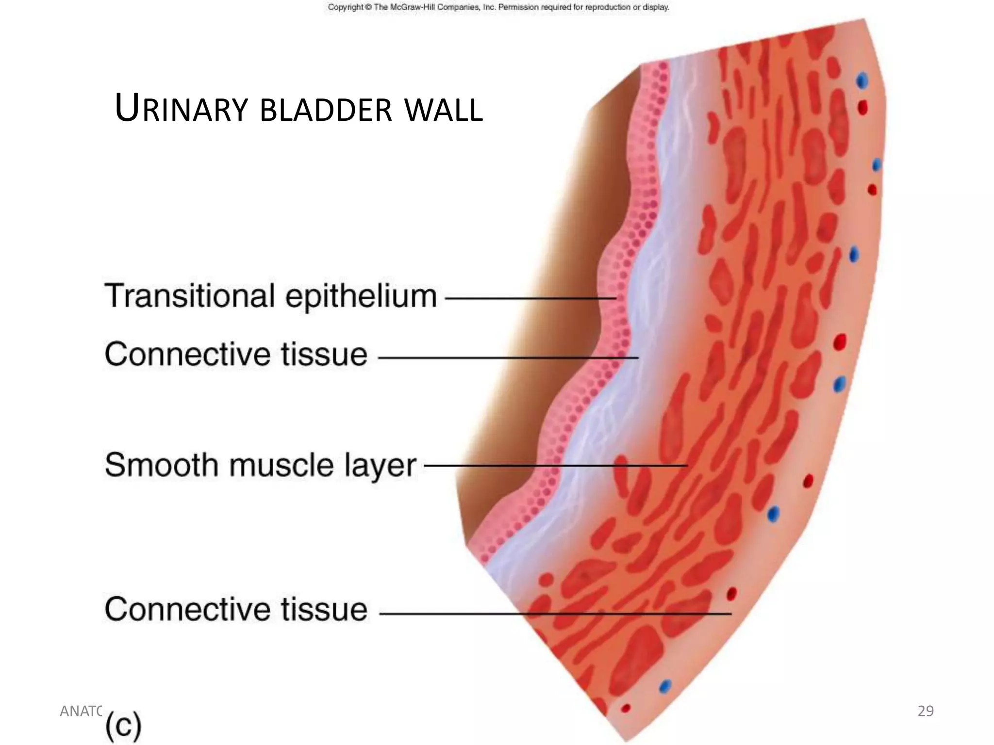 URINARY BLADDER WALL

ANATOMY

h_noveno@hotmail.com

29

 