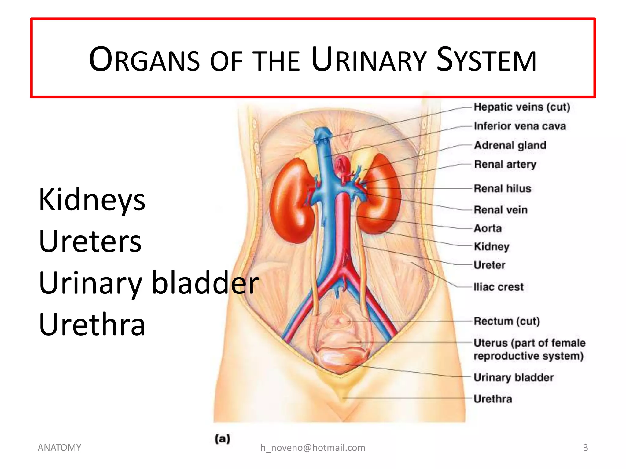 ORGANS OF THE URINARY SYSTEM

Kidneys
Ureters
Urinary bladder
Urethra

ANATOMY

h_noveno@hotmail.com

3

 