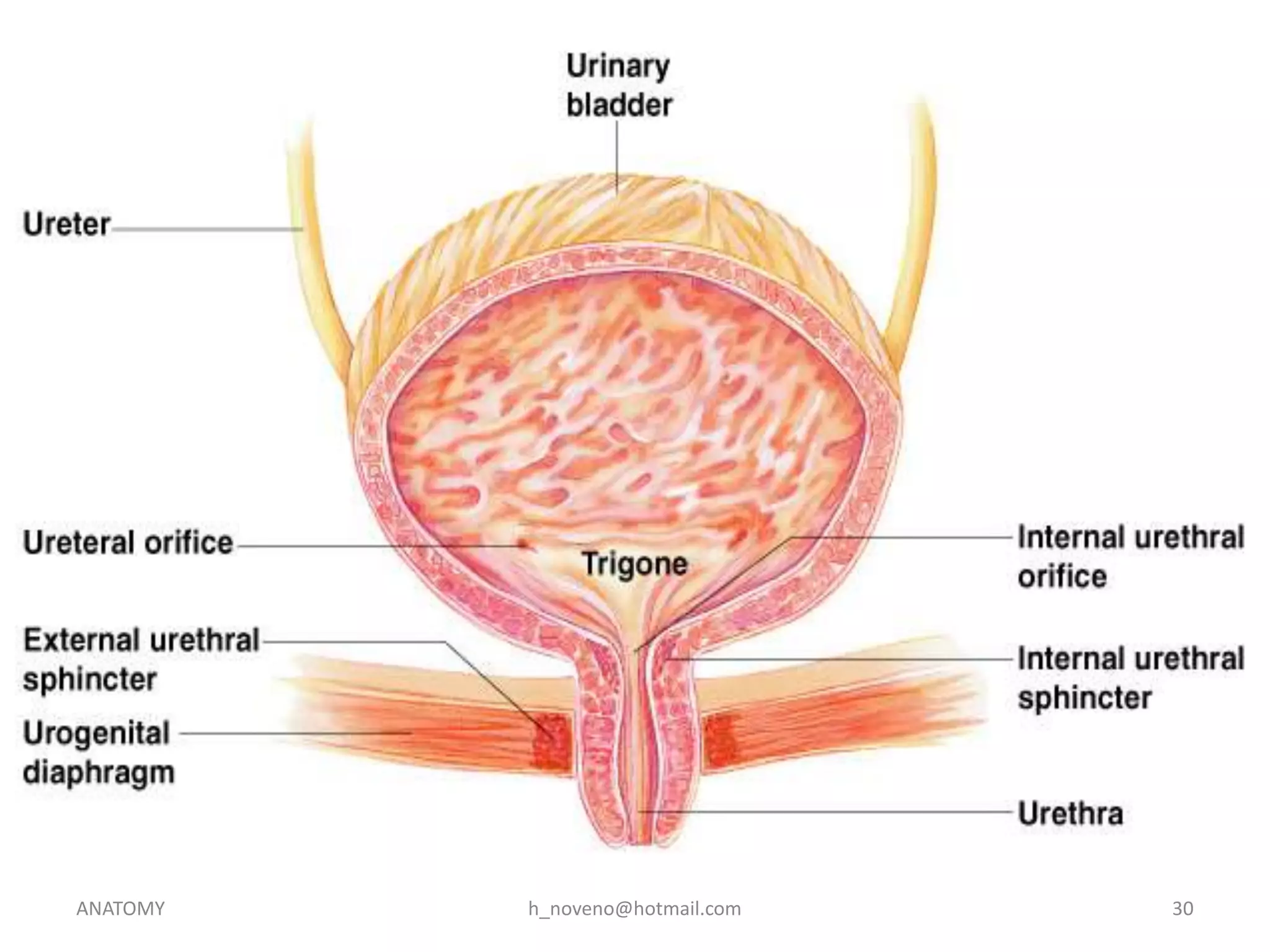 ANATOMY

h_noveno@hotmail.com

30

 