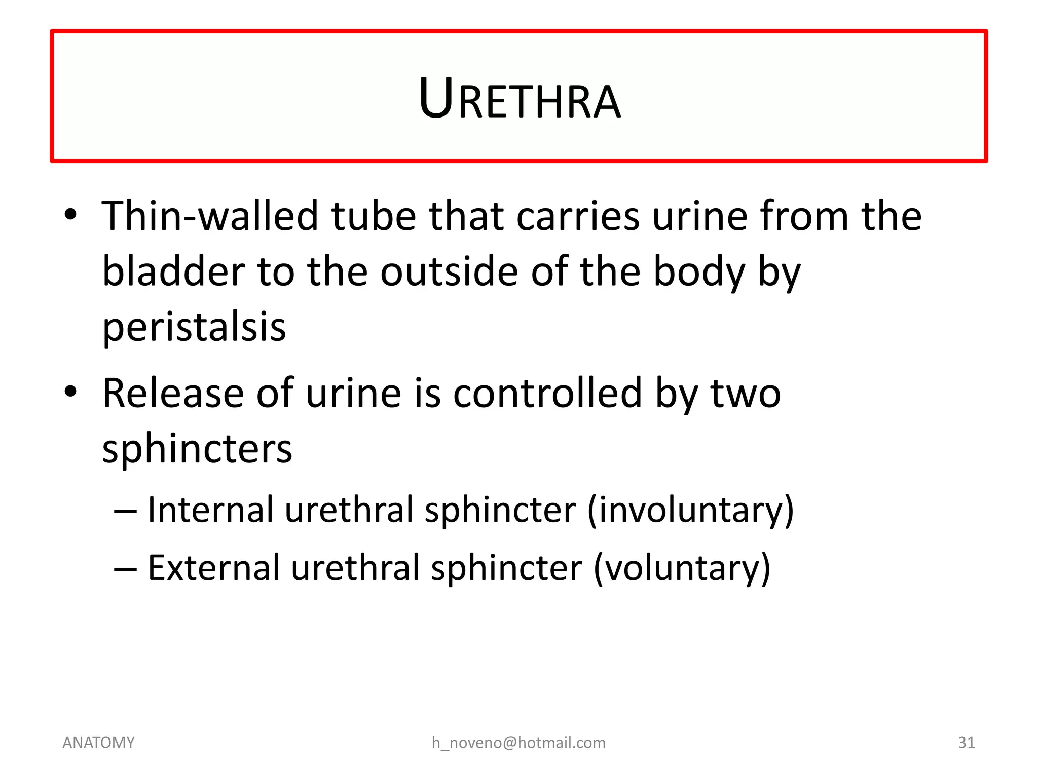 URETHRA
• Thin-walled tube that carries urine from the
bladder to the outside of the body by
peristalsis
• Release of urine is controlled by two
sphincters
– Internal urethral sphincter (involuntary)
– External urethral sphincter (voluntary)

ANATOMY

h_noveno@hotmail.com

31

 