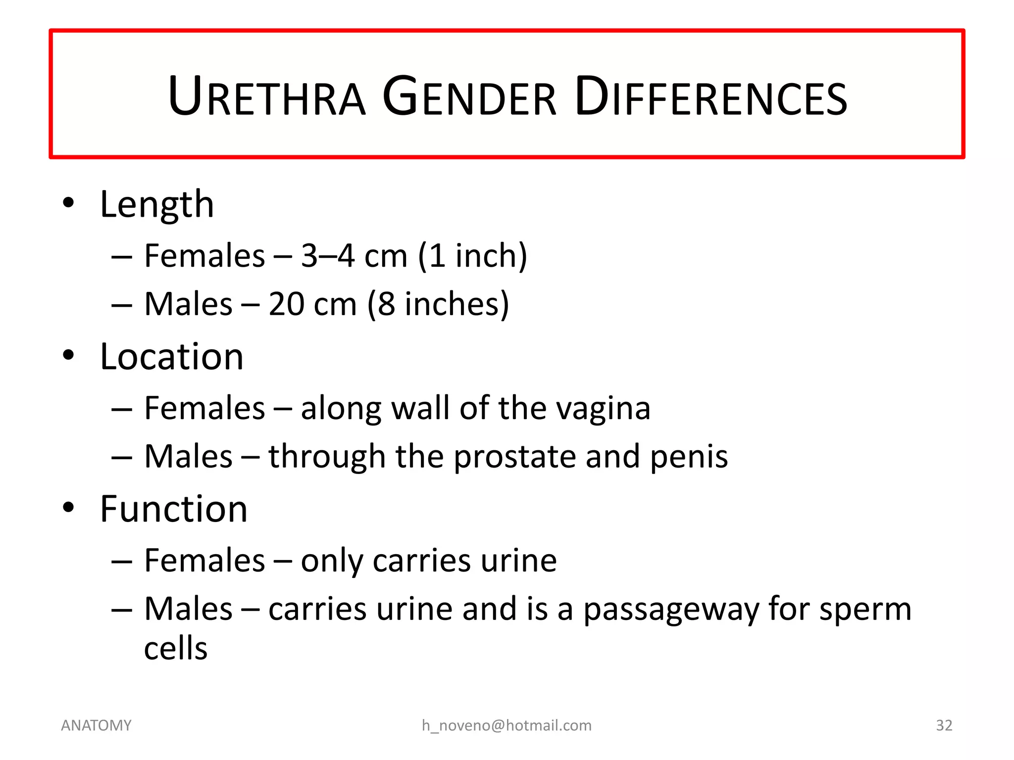 URETHRA GENDER DIFFERENCES
• Length
– Females – 3–4 cm (1 inch)
– Males – 20 cm (8 inches)

• Location
– Females – along wall of the vagina
– Males – through the prostate and penis

• Function
– Females – only carries urine
– Males – carries urine and is a passageway for sperm
cells
ANATOMY

h_noveno@hotmail.com

32

 