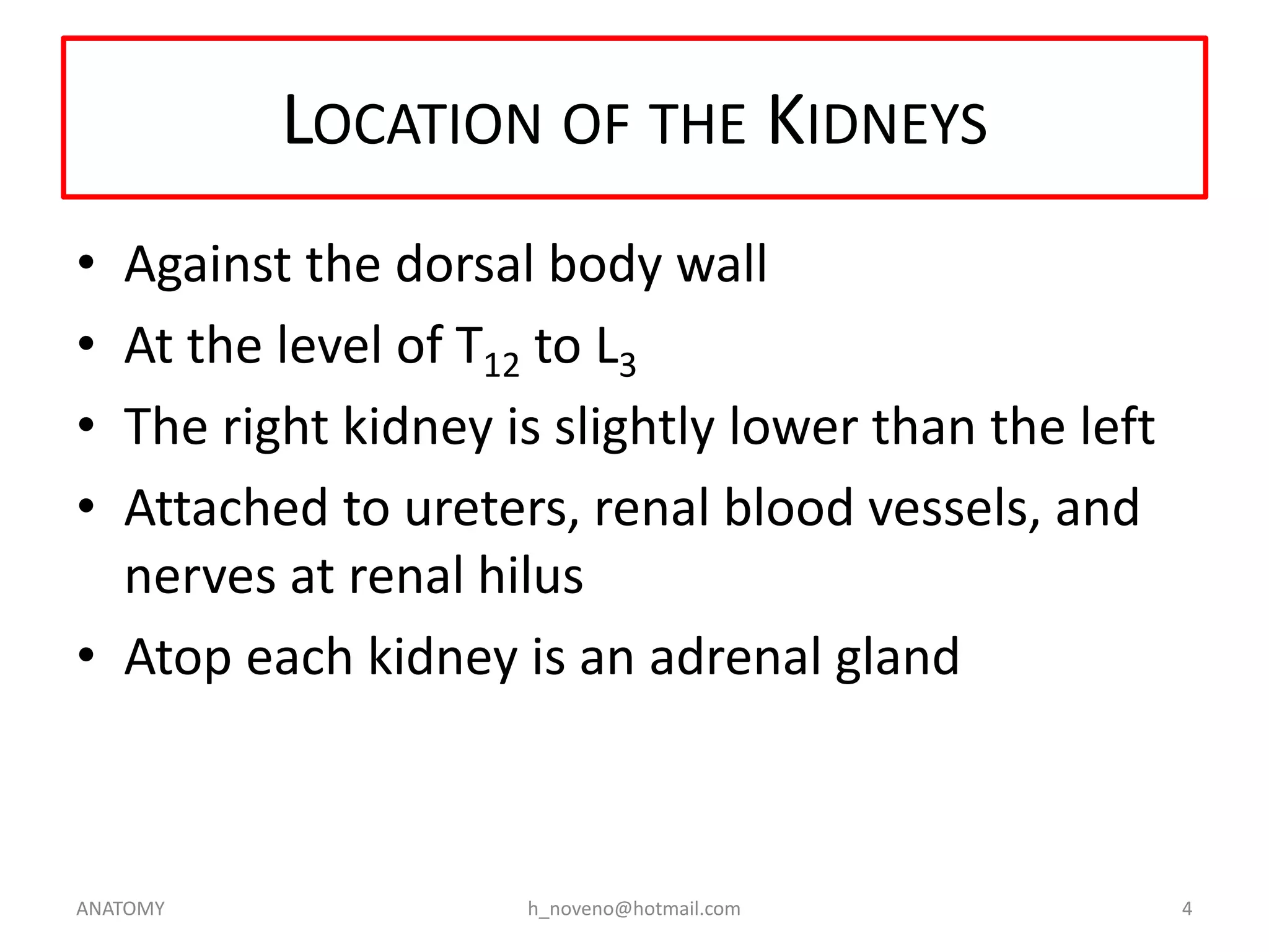 LOCATION OF THE KIDNEYS
•
•
•
•

Against the dorsal body wall
At the level of T12 to L3
The right kidney is slightly lower than the left
Attached to ureters, renal blood vessels, and
nerves at renal hilus
• Atop each kidney is an adrenal gland

ANATOMY

h_noveno@hotmail.com

4

 