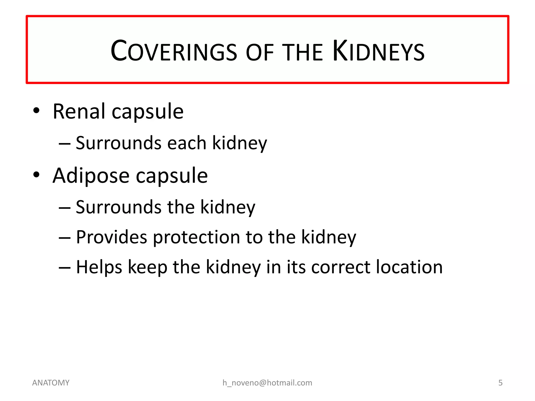 COVERINGS OF THE KIDNEYS
• Renal capsule
– Surrounds each kidney

• Adipose capsule
– Surrounds the kidney
– Provides protection to the kidney
– Helps keep the kidney in its correct location

ANATOMY

h_noveno@hotmail.com

5

 