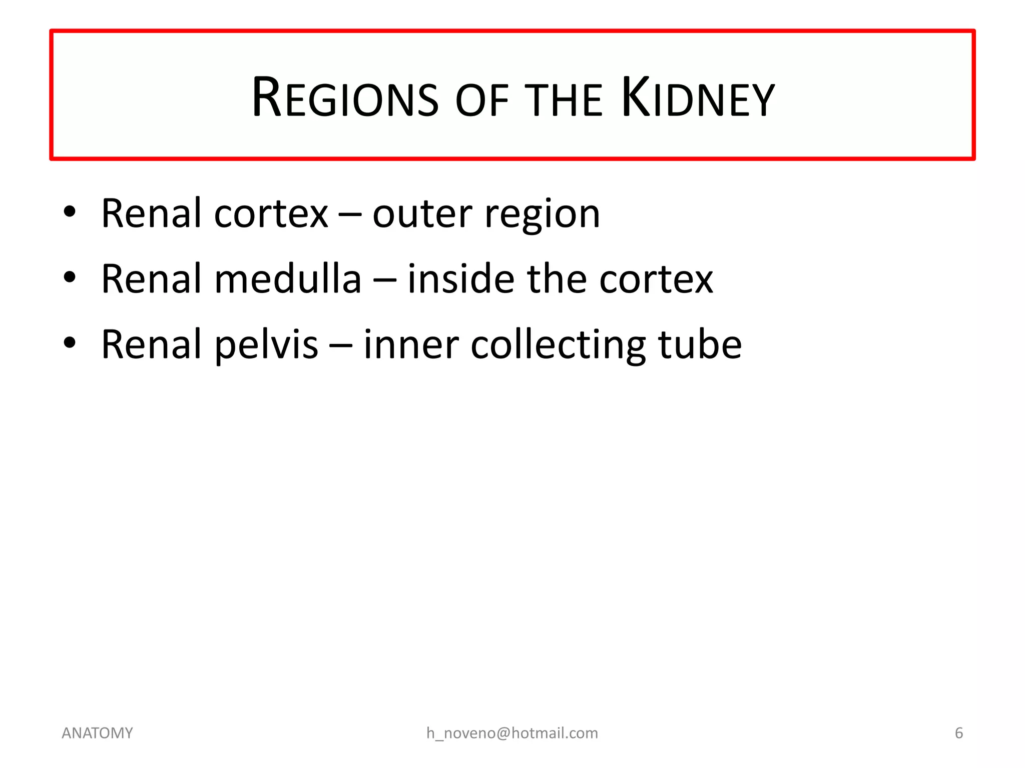 REGIONS OF THE KIDNEY
• Renal cortex – outer region
• Renal medulla – inside the cortex
• Renal pelvis – inner collecting tube

ANATOMY

h_noveno@hotmail.com

6

 