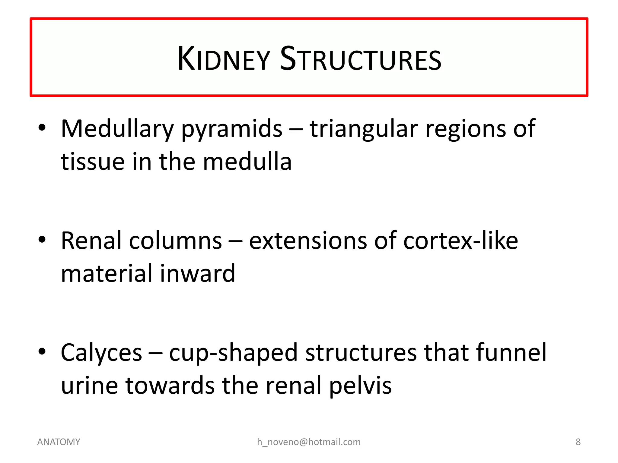 KIDNEY STRUCTURES
• Medullary pyramids – triangular regions of
tissue in the medulla
• Renal columns – extensions of cortex-like
material inward
• Calyces – cup-shaped structures that funnel
urine towards the renal pelvis
ANATOMY

h_noveno@hotmail.com

8

 
