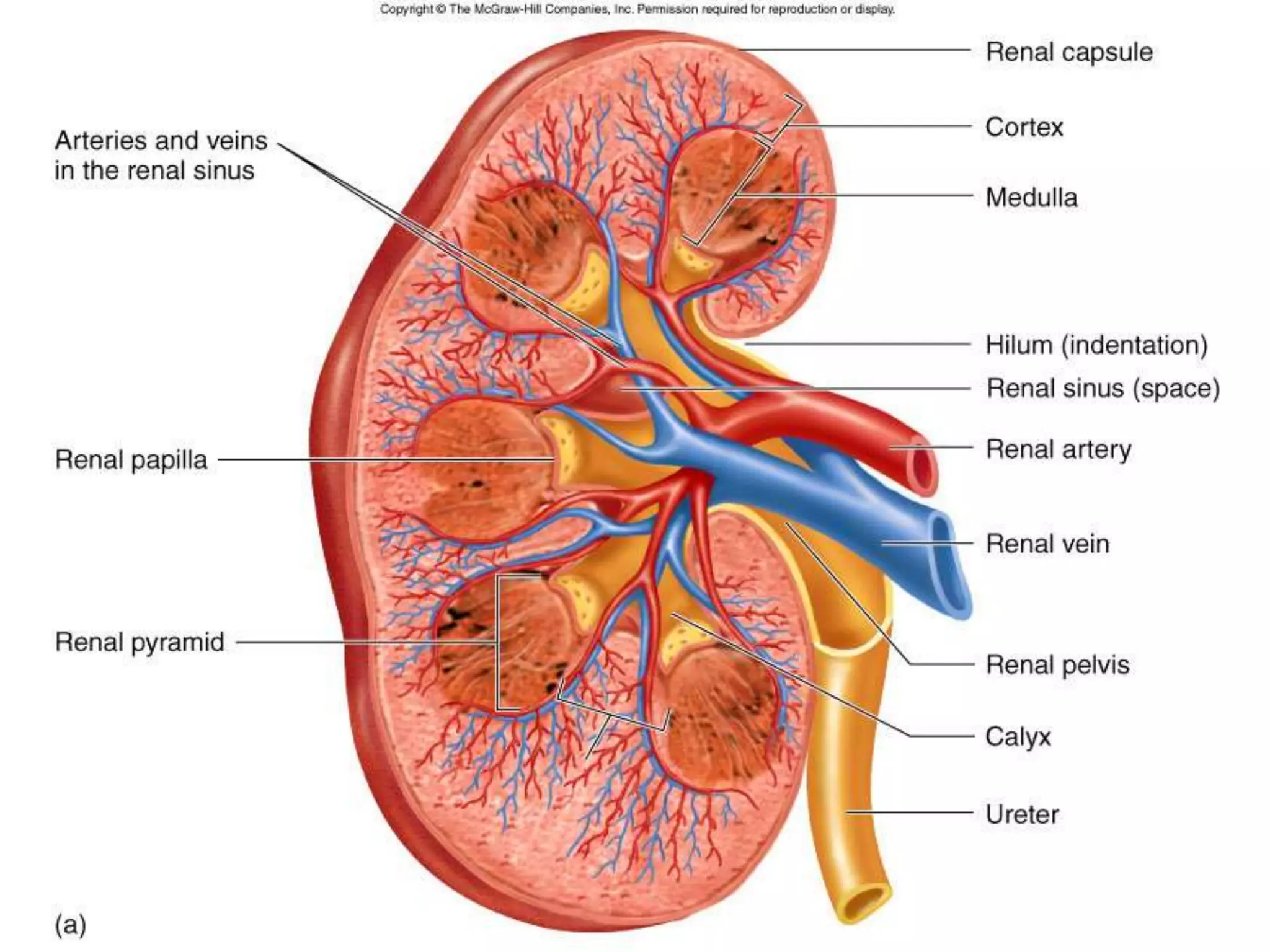 ANATOMY

h_noveno@hotmail.com

9

 