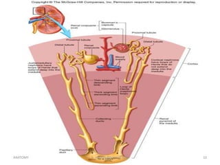 Genitory System Unit 13 Genitourinary System | PPTX