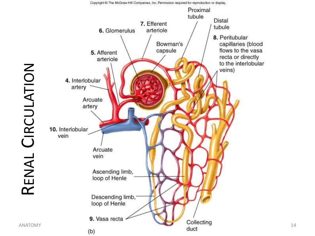 Unit 13 Genitourinary System
