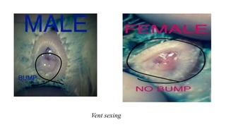 Vent sexing
 