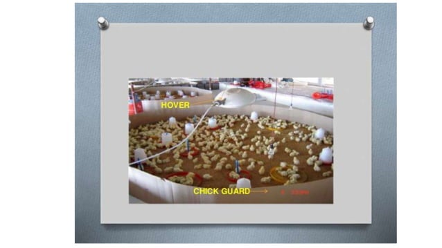 Unit 13 Incubation, hatching and brooding.pptx