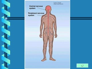Unit 13 nervous system | PPT
