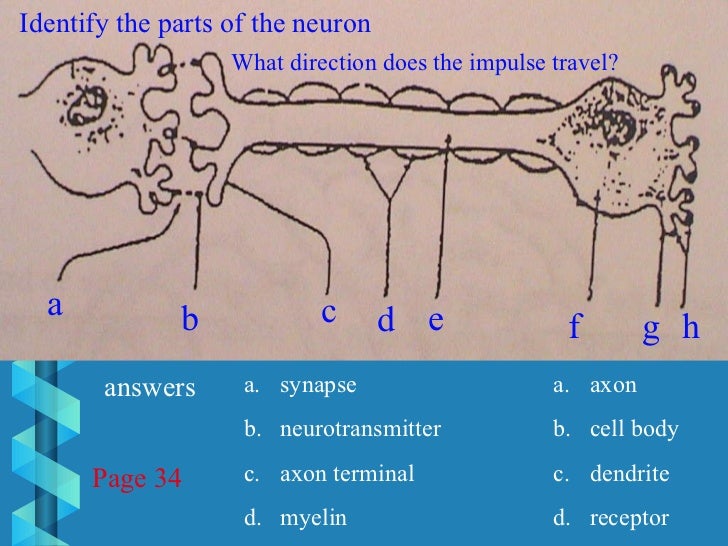 Unit 13 Digestive System Coloring Diagram Answers - camping distractiv