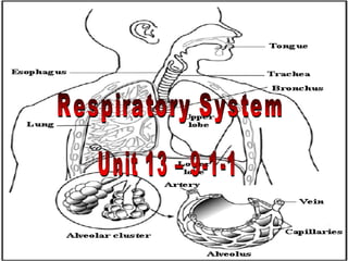 Respiratory System Unit 13 – 9-1-1 