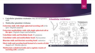 Quality control and Standardization (Evaluation Parameter) of Herbals | PPT