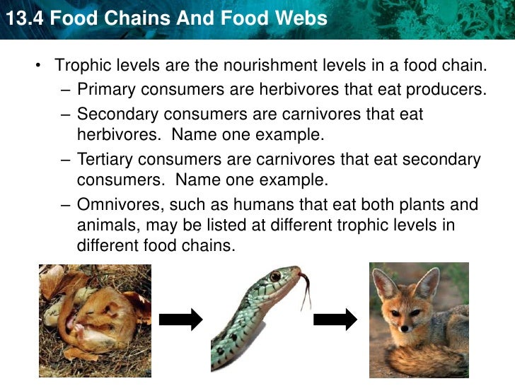 Unit 14b Food webs and cycling of matter
