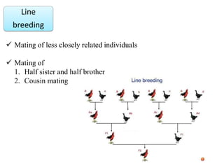 Line Breeding Example Unit 14 Improvement of livestock and Poultry.pptx