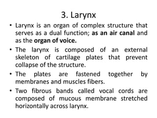 3. Larynx
• Larynx is an organ of complex structure that
serves as a dual function; as an air canal and
as the organ of voice.
• The larynx is composed of an external
skeleton of cartilage plates that prevent
collapse of the structure.
• The plates are fastened together by
membranes and muscles fibers.
• Two fibrous bands called vocal cords are
composed of mucous membrane stretched
horizontally across larynx.
 