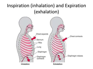 Inspiration (inhalation) and Expiration
(exhalation)
 