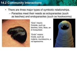 Commensalism: one organism benefits, the other is unharmedBraconid waspBraconid larvae feed on their host and release themselves shortly before reachingthe pupae stage of development.0Parasitism+_Hornworm caterpillarThe host hornworm will eventually die as its organs are consumedby wasp larvae._Organism benefitsOrganism is harmed0There are three major types of symbiotic relationships.Parasitism: one organism benefits, the other is harmed.  Give one example.