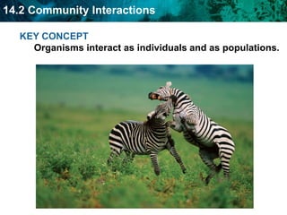 behaviorResource availability gives structure to a community.Species can share habitats and resources.Competition occurs when two species use resources in the same way.What big predator lives in California?What big predator lives near the North Pole?How about Africa?Why do we rarely see more than 1-2 big predators in one area?Competitive exclusion keeps two species from occupying the same niche. 
