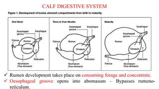 Unit 15 Digestion and metabolism of livestock and poultry.pptx