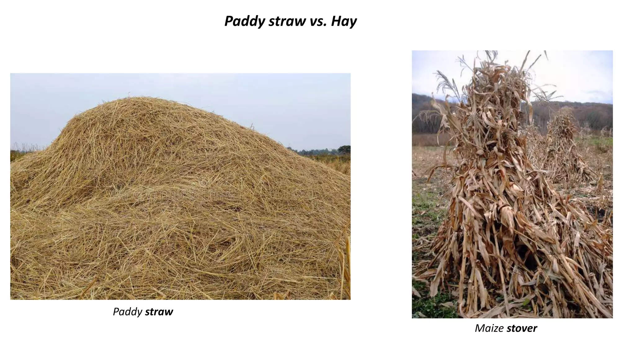 Maize stover
Paddy straw vs. Hay
Paddy straw
 