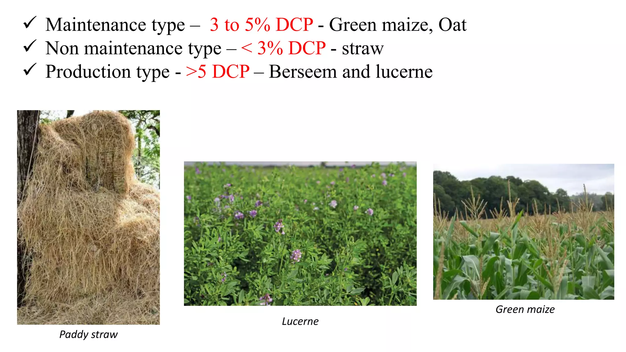  Maintenance type – 3 to 5% DCP - Green maize, Oat
 Non maintenance type – < 3% DCP - straw
 Production type - >5 DCP – Berseem and lucerne
Paddy straw
Lucerne
Green maize
 