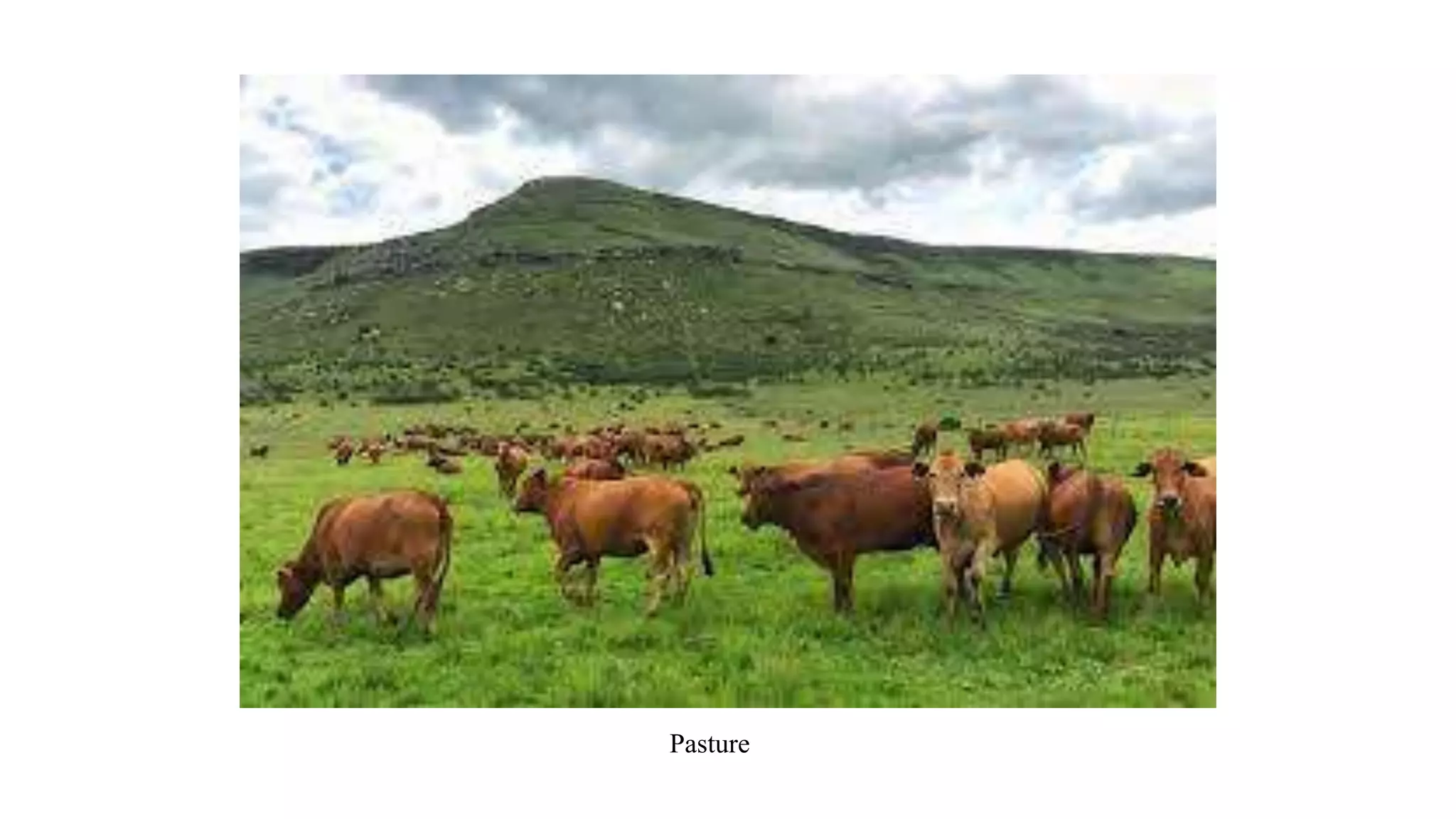 Pasture
 